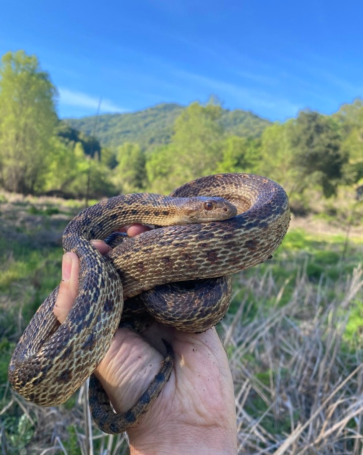 Pacific Gopher Snake